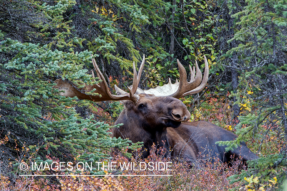 Alaskan bull moose in habitat.