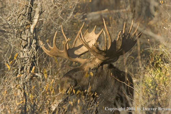 Shiras bull moose bedded down.