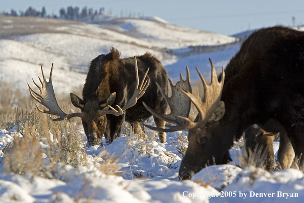 Shiras bull moose in habitat.