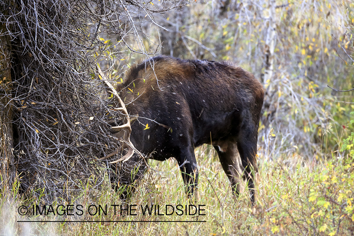 Shiras bull moose rubbing antlers on tree.