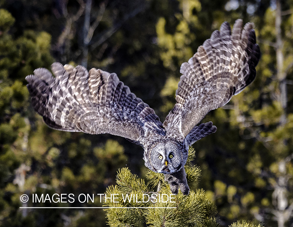 Great Grey Owl in habitat.