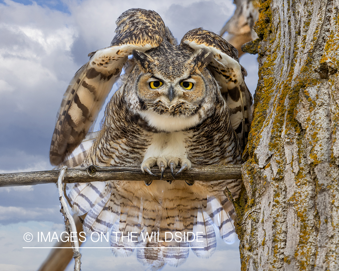 Great Horned owl squatted and flared. 