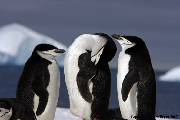 Chinstrap penguin in habitat