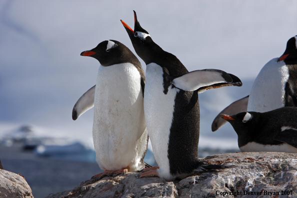 Gentoo Penguin displaying