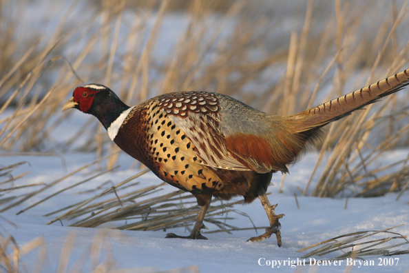 Ring-necked pheasant in habitat