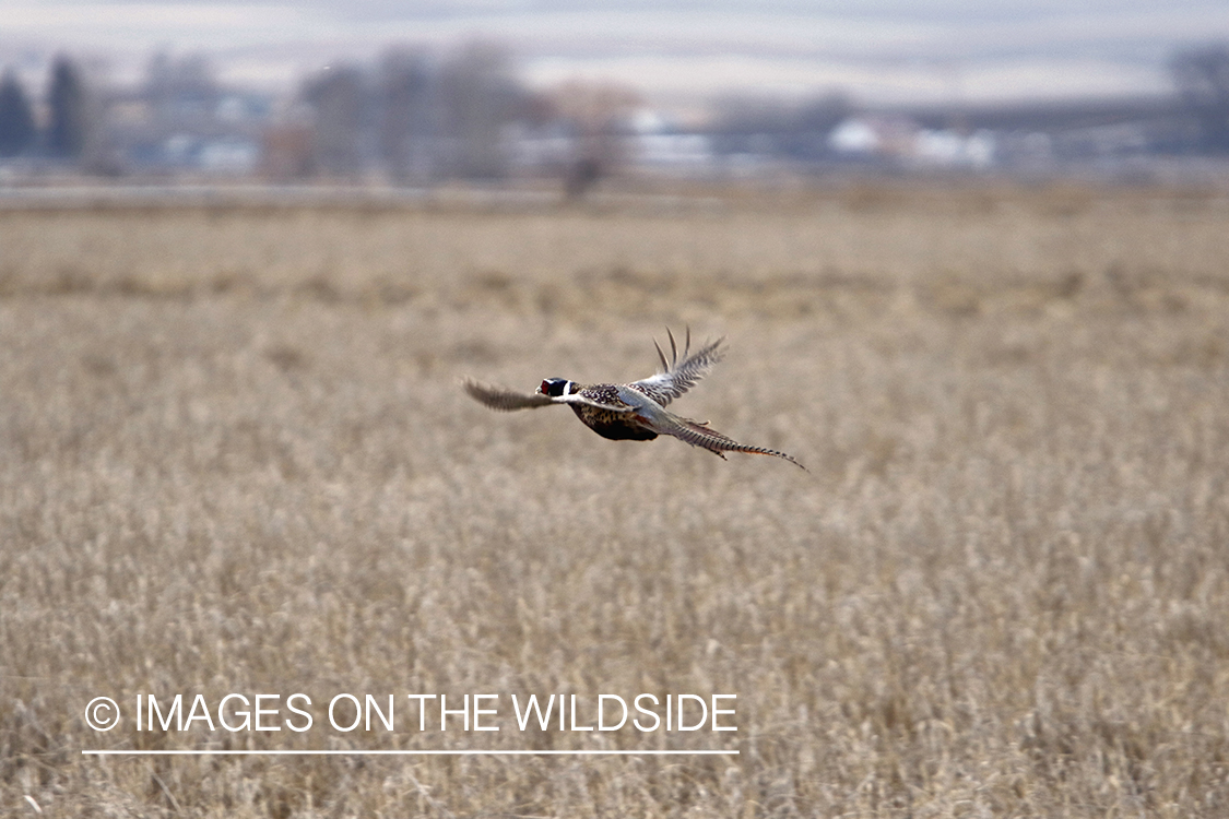 Ring-necked pheasant in flight.