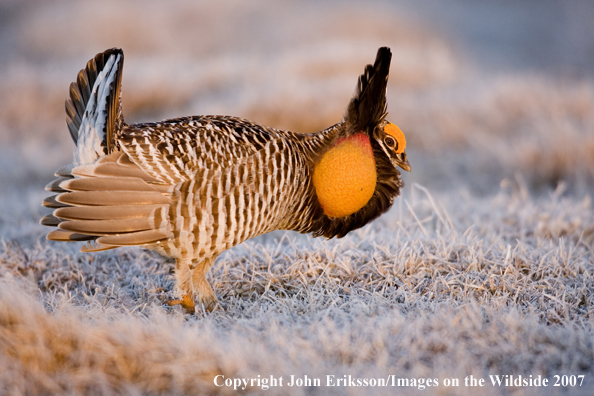 Greater Prairie Chicken in habitat.