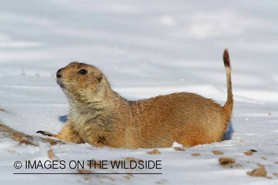 Prairie dog in habitat