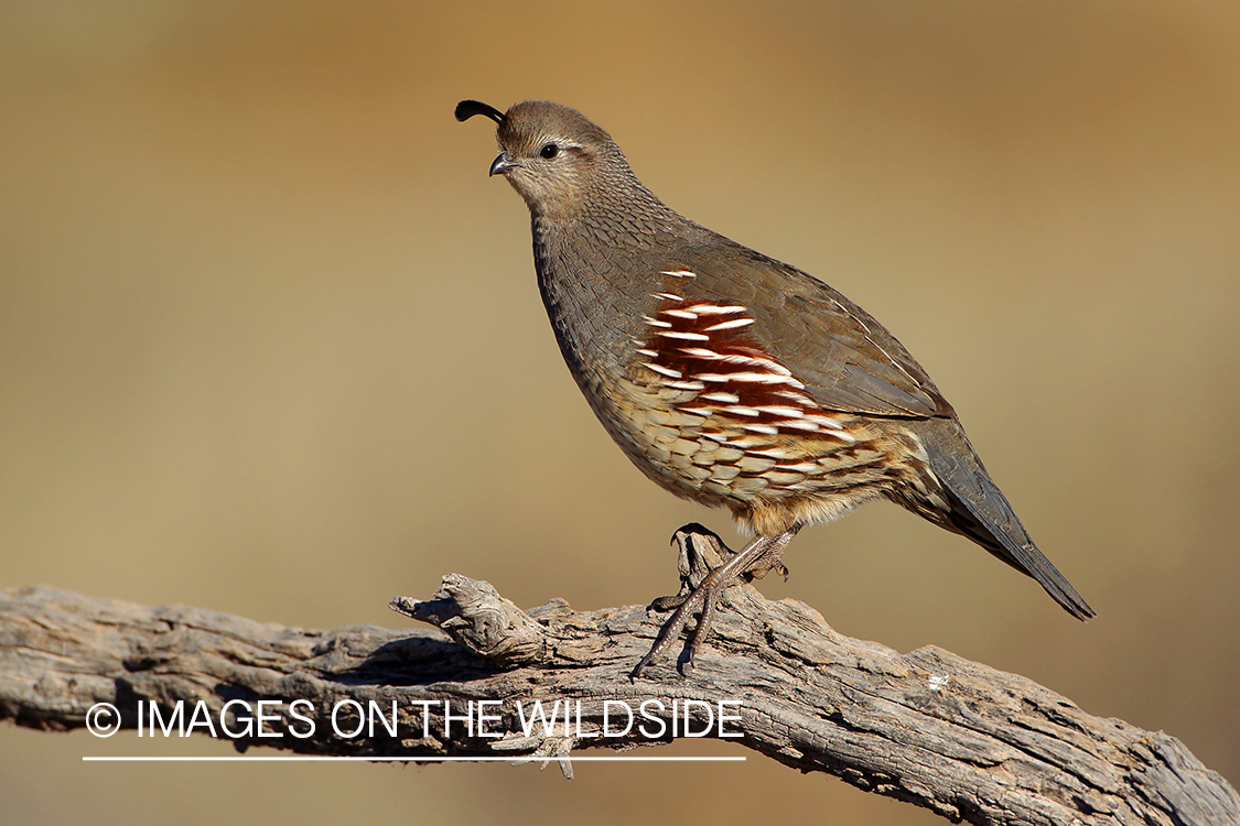 Gambel's Quail in habitat.