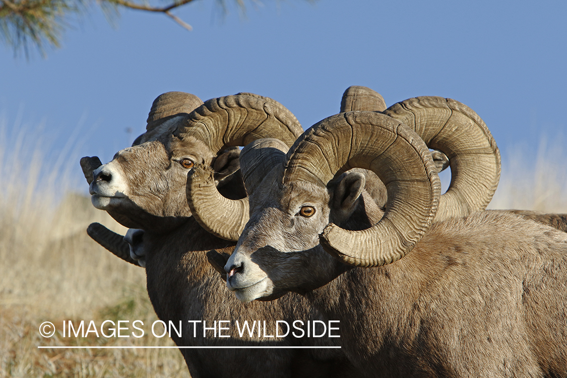 Rocky Mountain bighorn sheep in field.