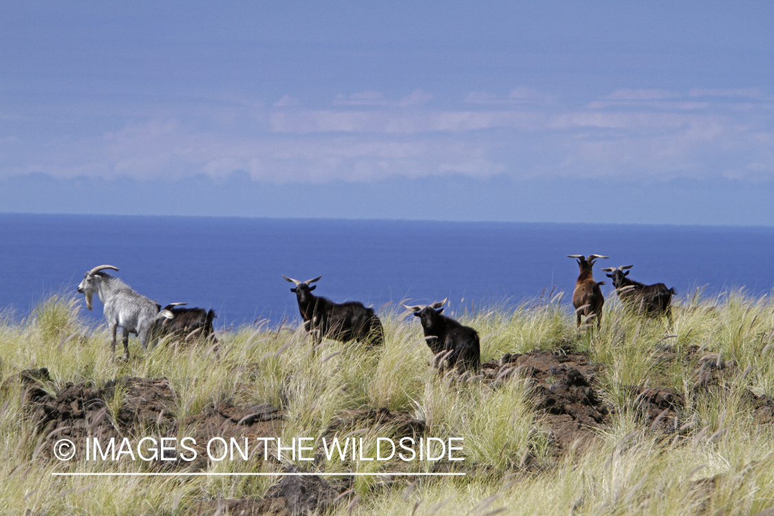 Herd of hawaiian feral goats in habitat.