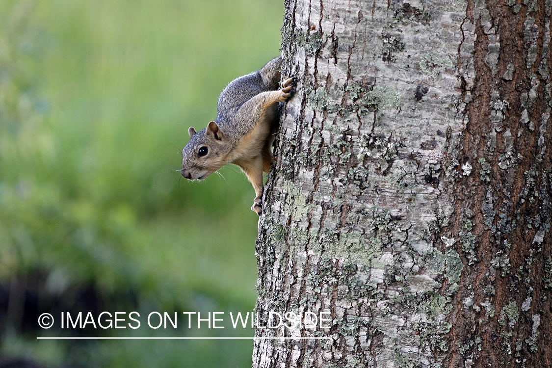 Gray squirrel in habitat.