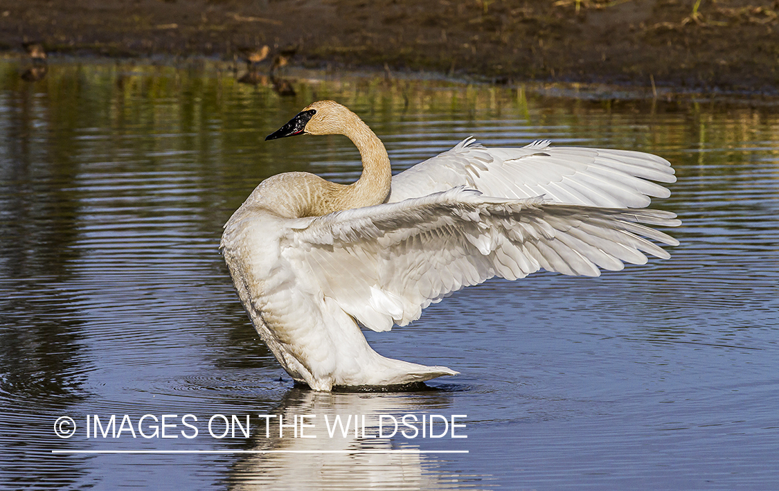 Trumpeter Swan in habitat