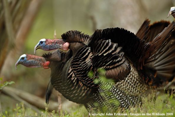 Eastern Wild Turkey