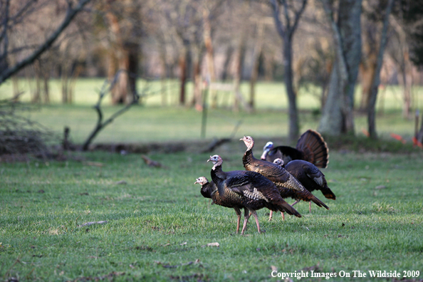 Eastern Wild Turkeys in habitat