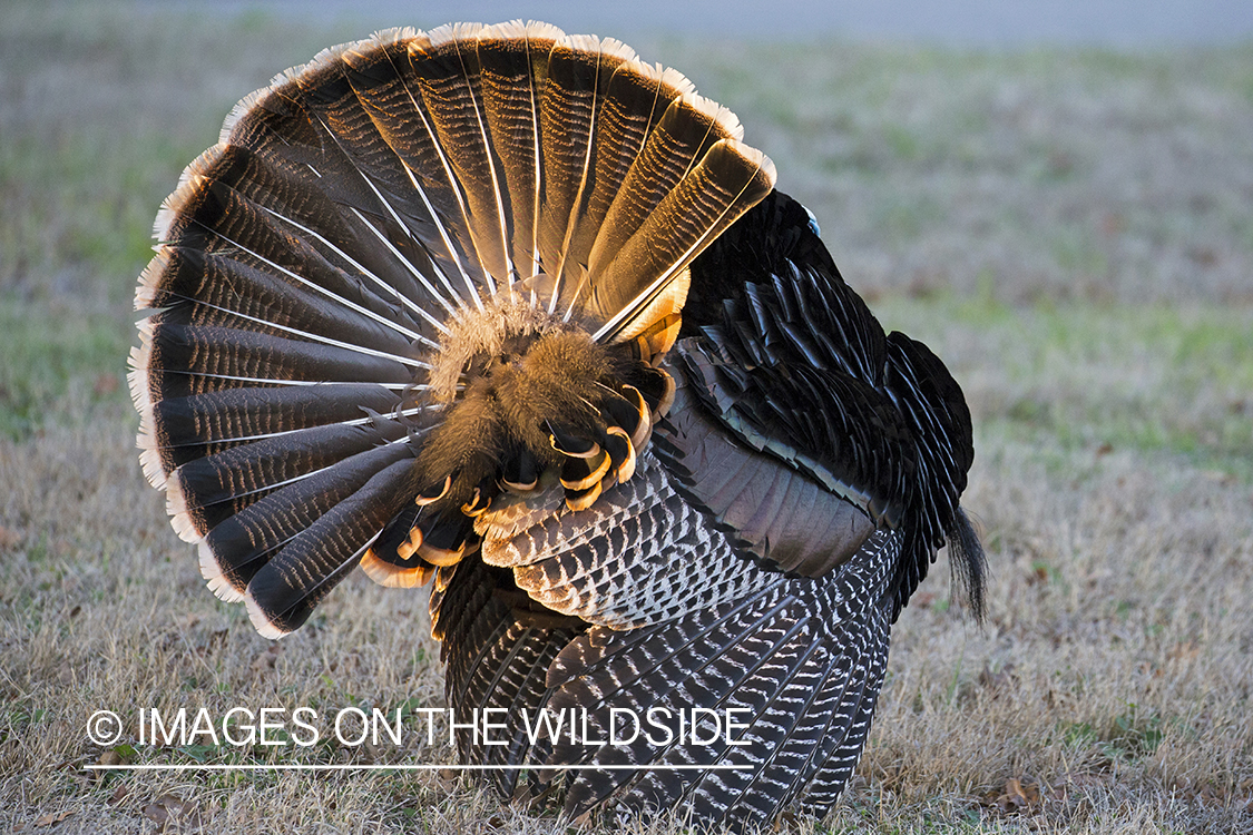 Rio Grande Turkey in habitat.