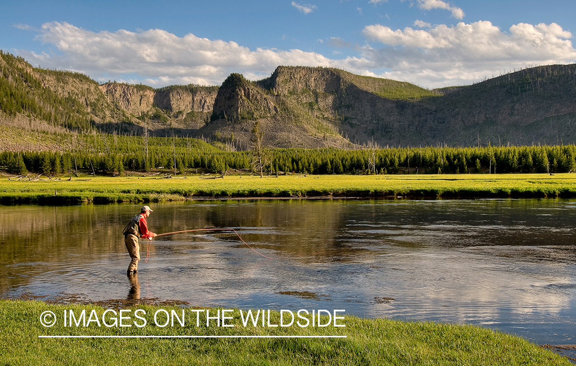 Flyfishing on Madison River, Yellowstone National Park.