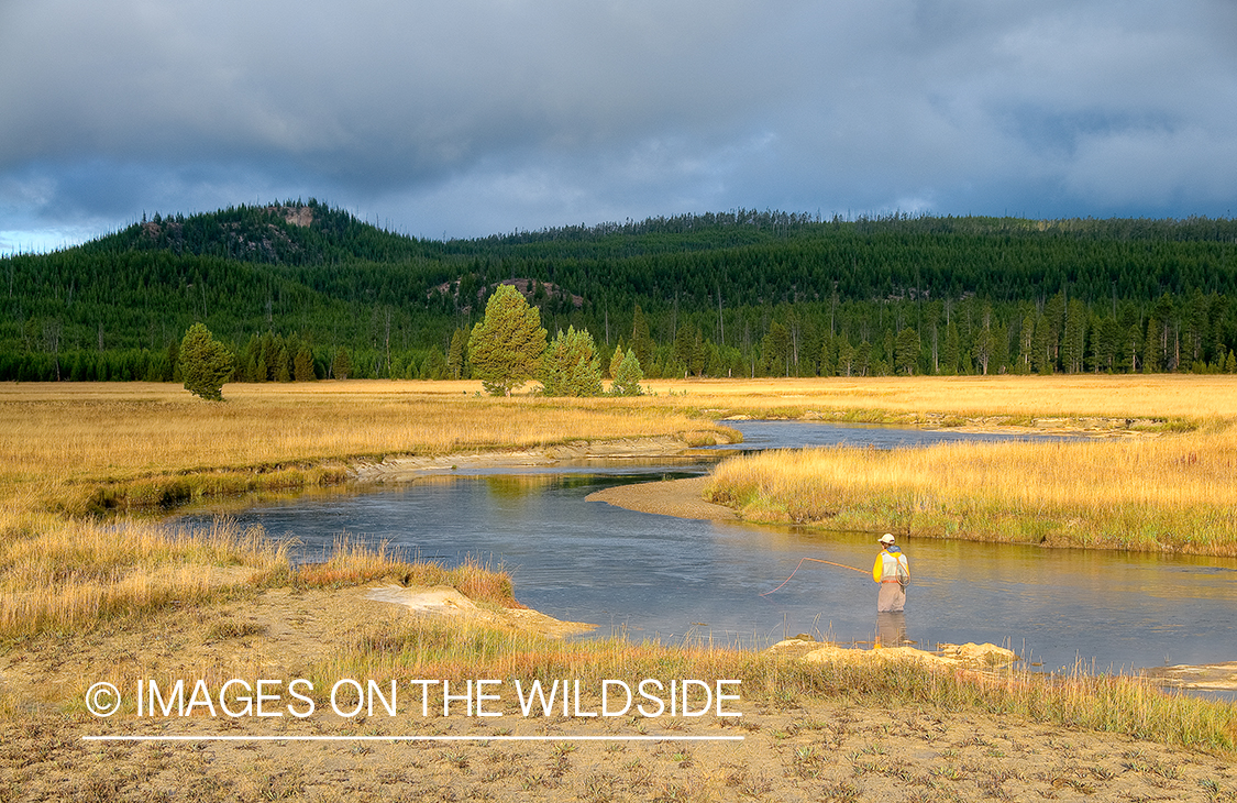 Flyfisherman on Gibbon River, YNP.
