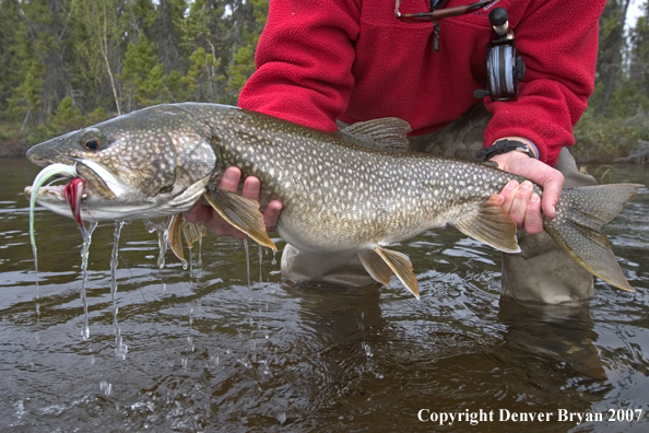 Flyfisherman with lake trout (close up of trout).