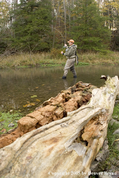 Flyfisherman playing trout on small creek.