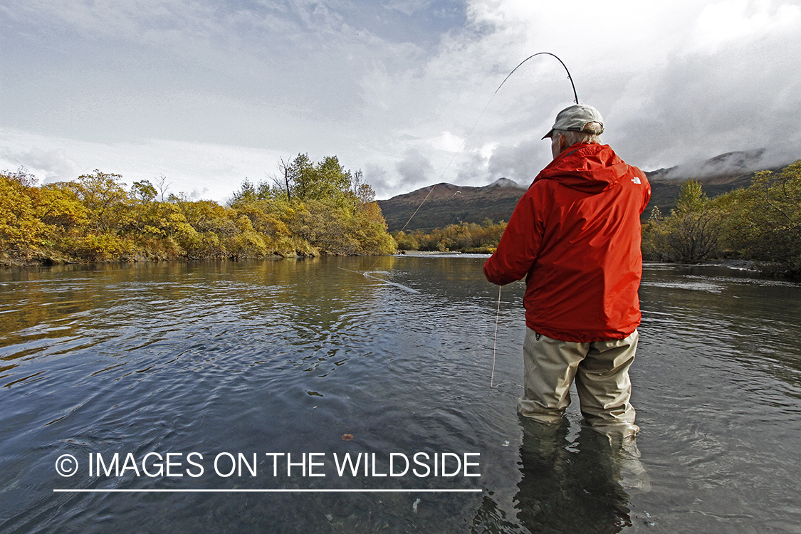 Flyfisherman with fish on line. 