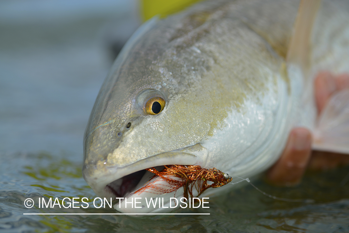 Flyfisherman releasing redfish.