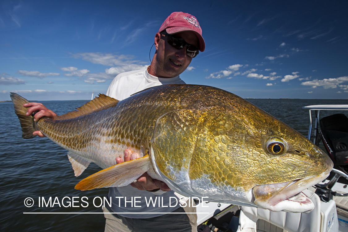 Saltwater flyfisherman with redfish.