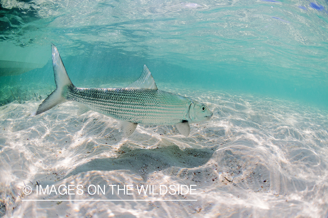 Flyfisherman releasing bonefish.