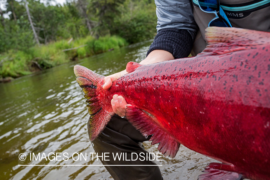 King salmon tail close up. 