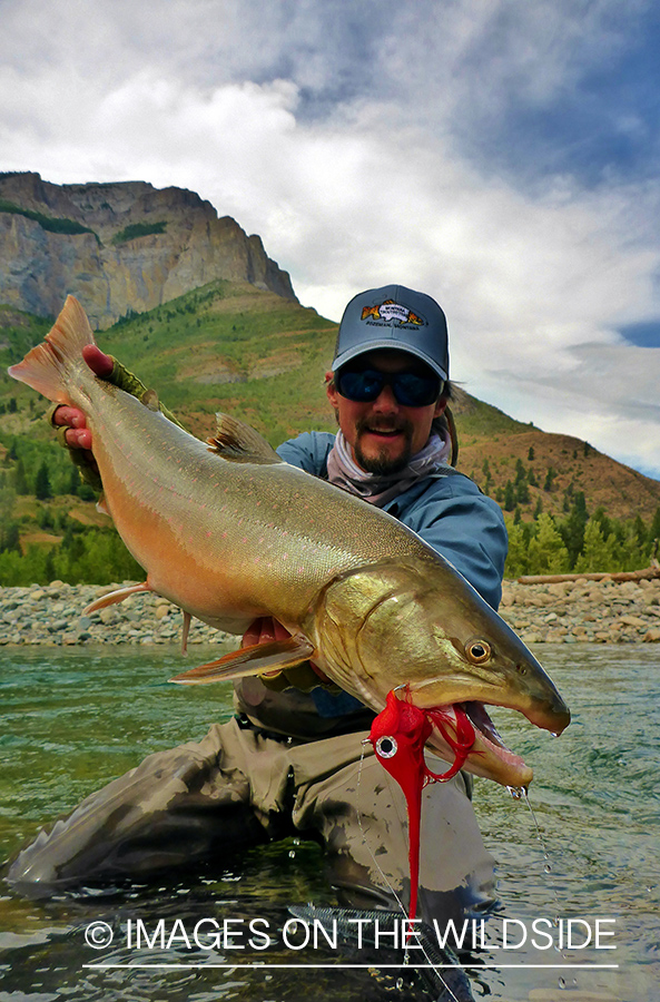 Flyfisherman releasing bull trout.