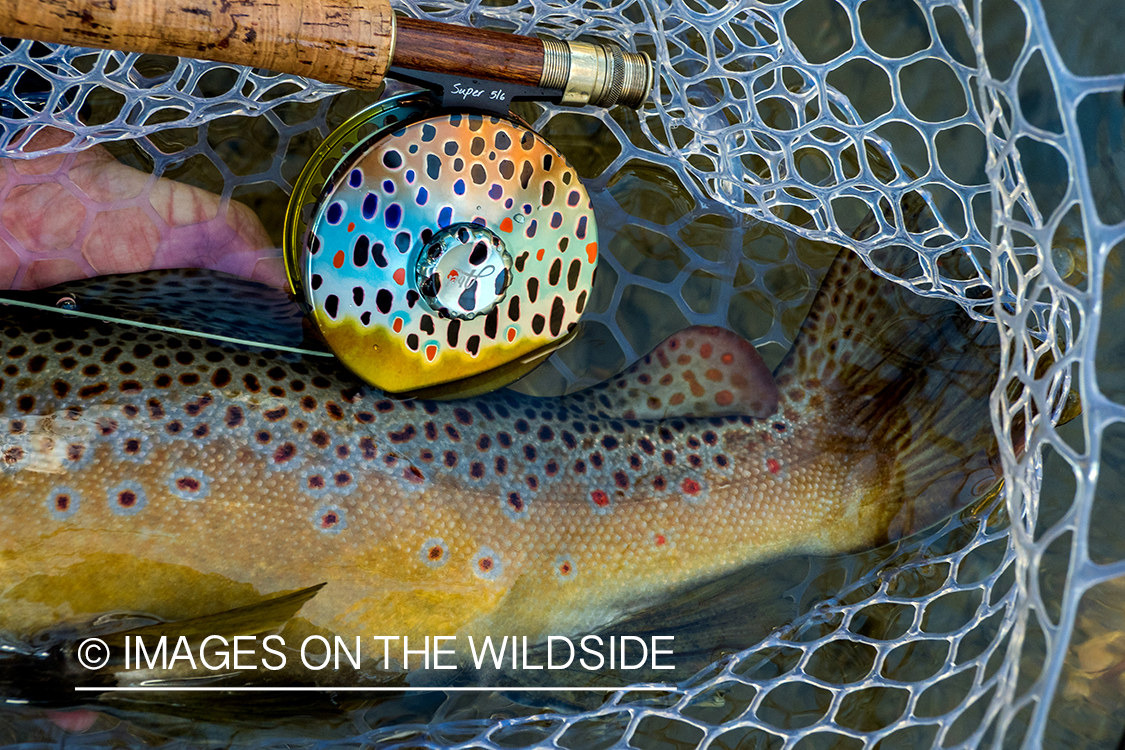 Flyfisherman releasing Brown Trout.