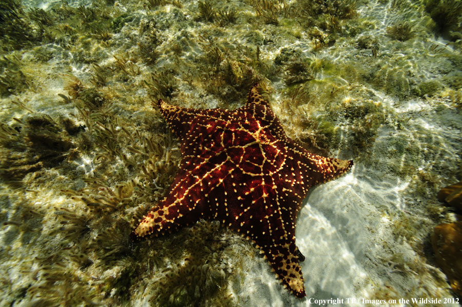 Starfish in habitat.