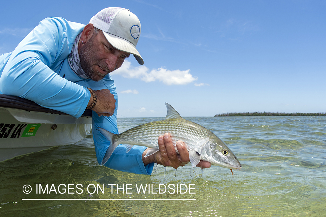 Flyfisherman releasing bonefish.