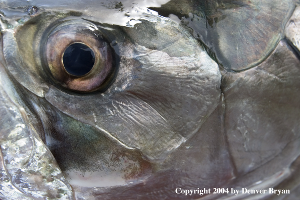 Eye of a tarpon