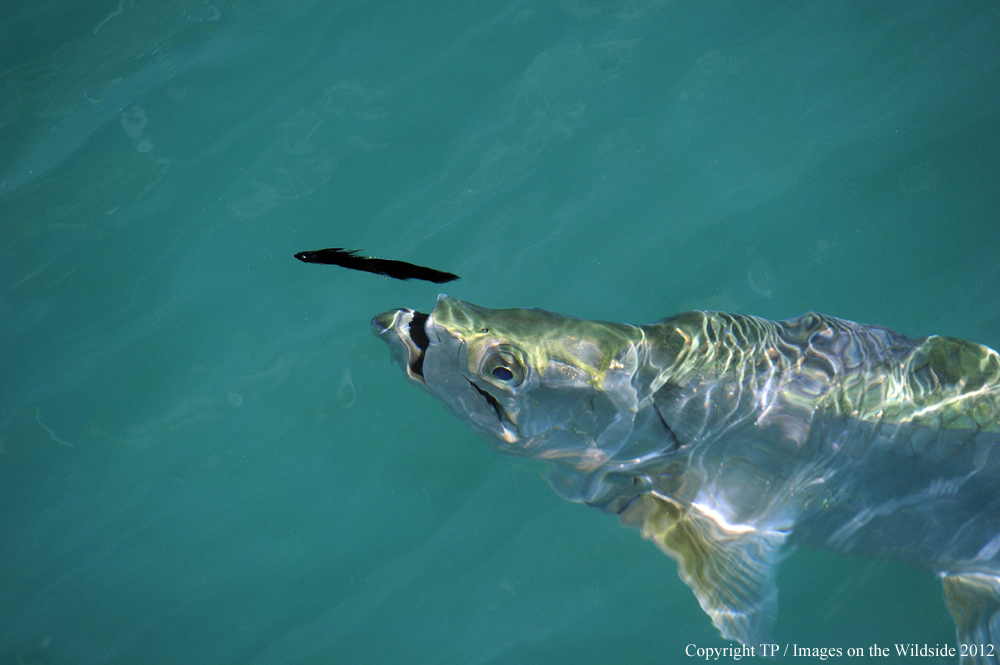 Tarpon chasing fly. 