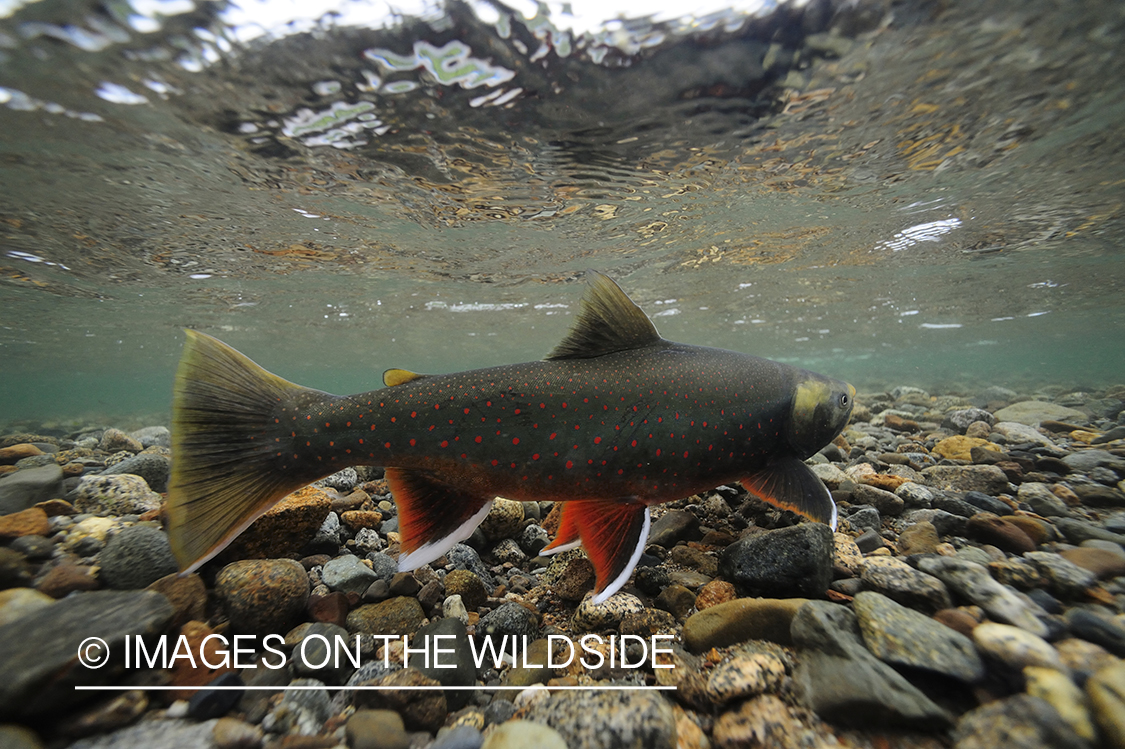 Artic Char in habitat.