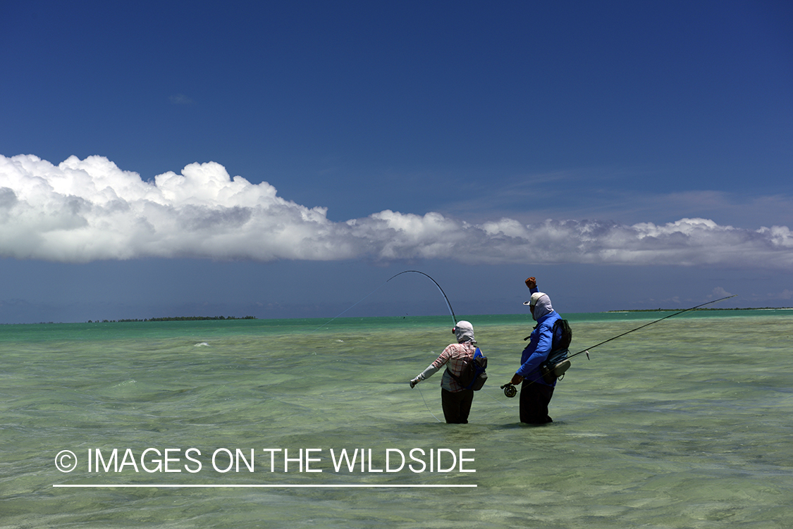 Flyfishing for Peachy Triggerfish on flats.