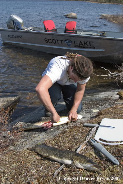 Fisherman cleaning Northern pike on shoreline.