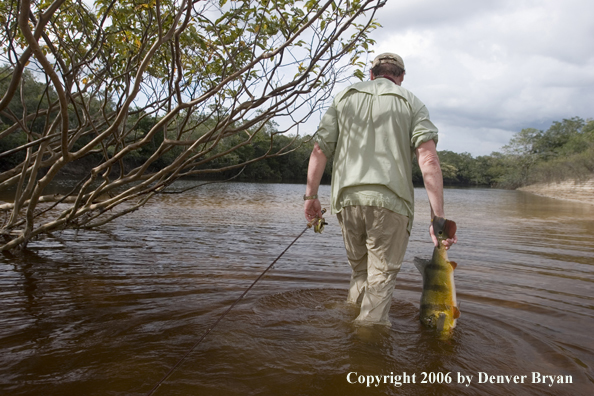 Fisherman holding Peacock Bass