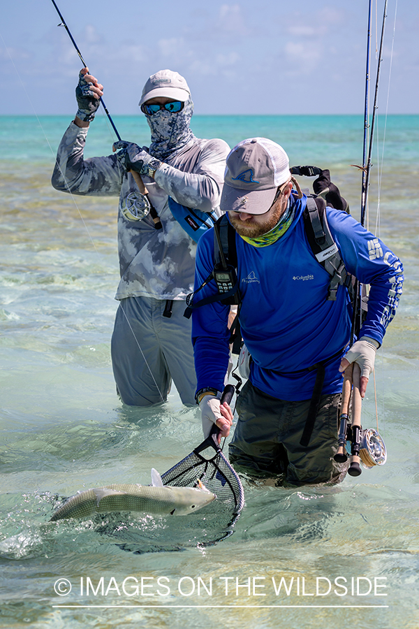 Flyfisherman catching bonefish with net.