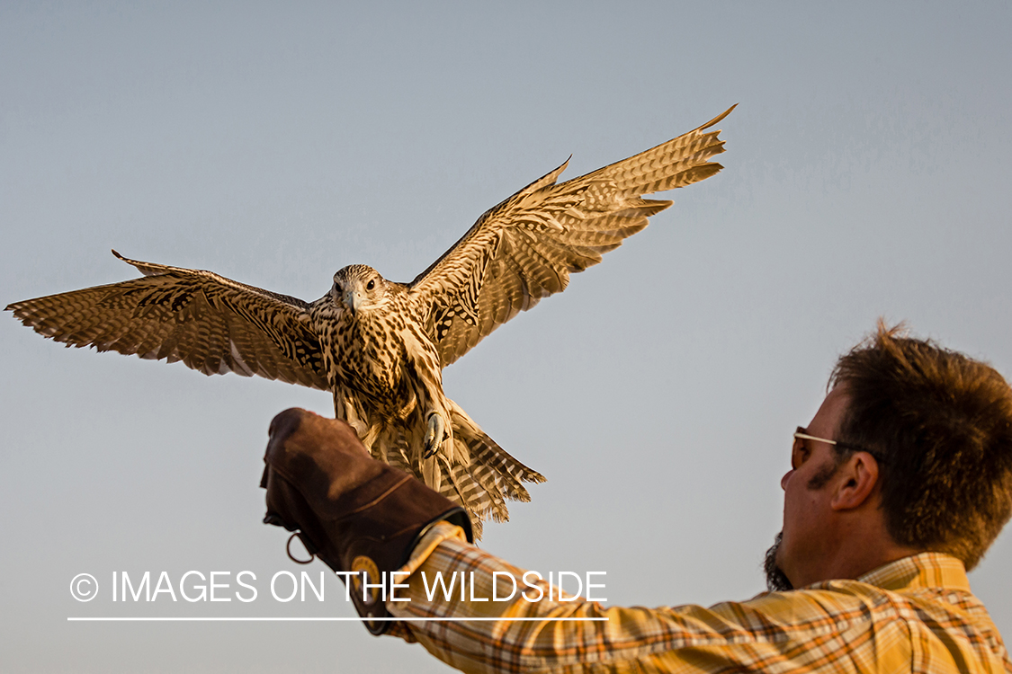 Falconer with falcon.