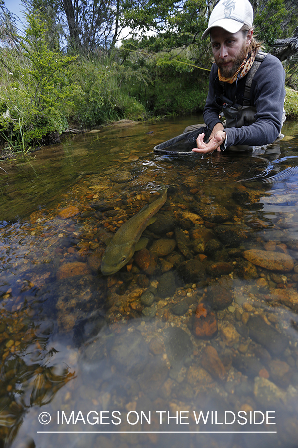 Flyfisherman releasing brown trout.