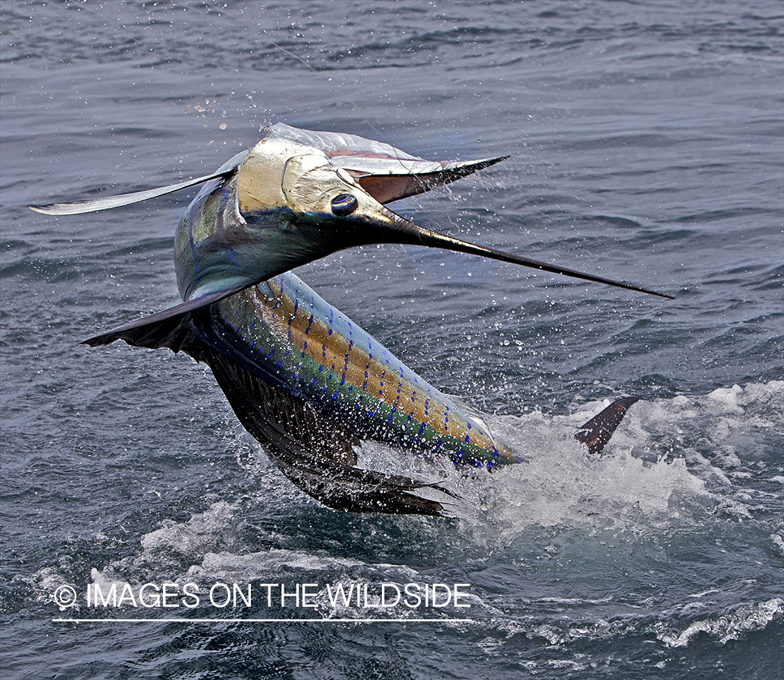 Deep sea fisherman fighting jumping sailfish.