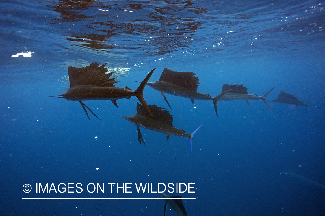 Sailfish attacking school, (bait ball), of bait fish. 