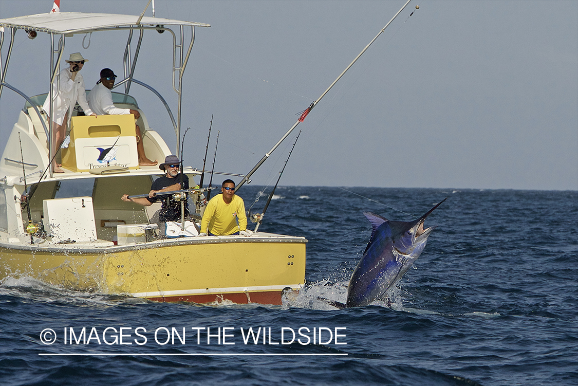 Deep sea fisherman fighting jumping black marlin.
