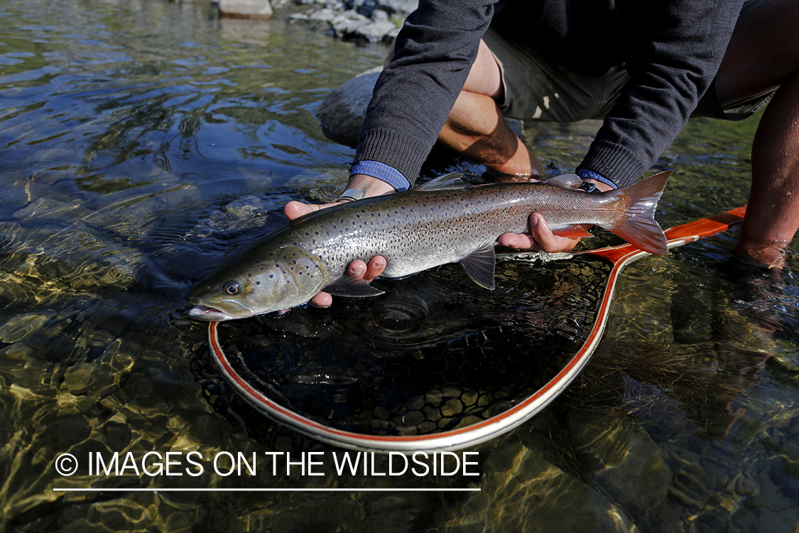 Flyfisherman releasing Taimen on Delger River, Mongolia.