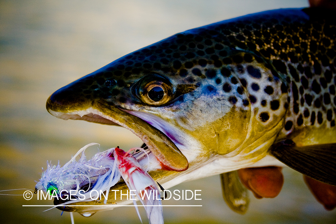 Brown trout with fly in mouth.