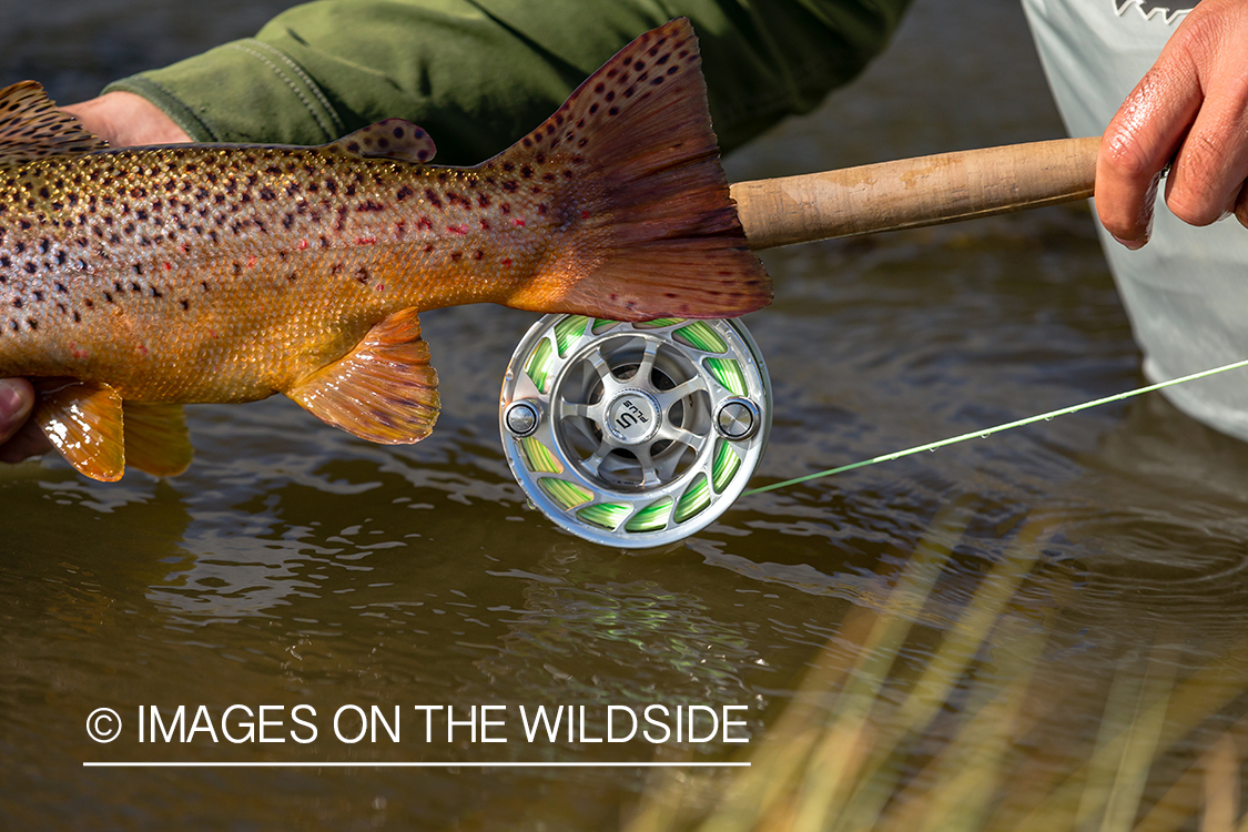 Flyfisherman releasing trout.