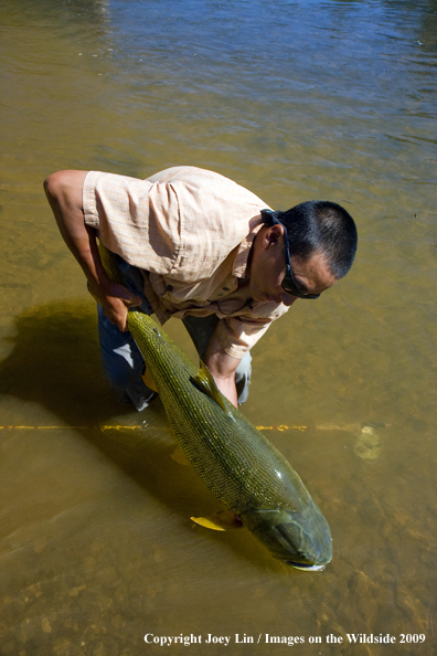 Flyfisherman holding a Golden Dorado