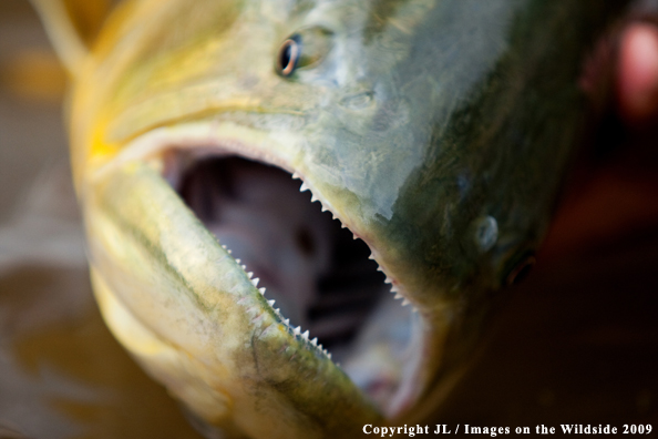 Golden Dorado fish species